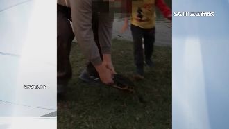 台南父拖行野生烏龜　還出腳踩踏龜殼
