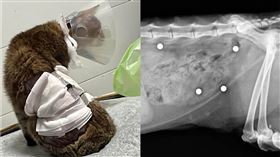 花蓮虐貓。翻攝邵柏虎臉書