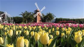 中社觀光花市鬱金香花季登場台中市中社觀光花市鬱金香花季29日登場，自荷蘭引進的鬱金香將輪番在歐式花園中綻放，搭配風車造景，充滿濃濃異國風情。中央社記者趙麗妍攝  110年12月29日