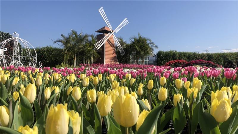 中社花市鬱金香花季登場　3萬株迎賓