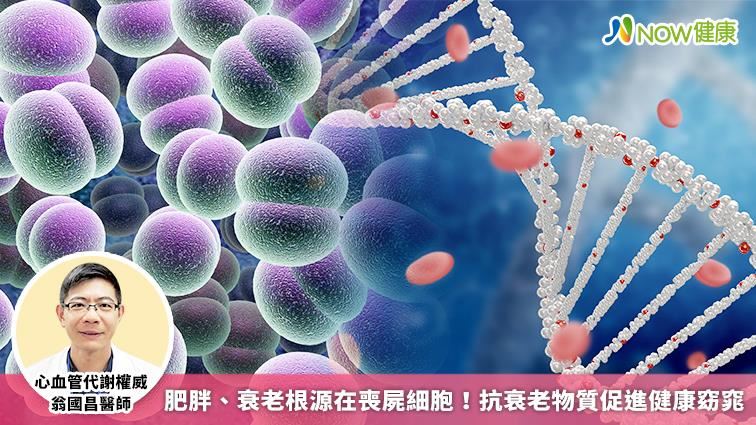 肥胖衰老根源在喪屍細胞！