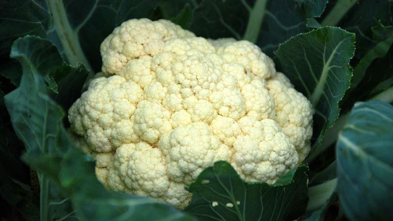 19歲女喉嚨沙啞　聲帶驚見花椰菜田