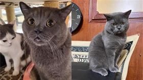 藍貓,嘉義,尋貓,50萬,獎金(翻攝自 綠豆嘉義人)