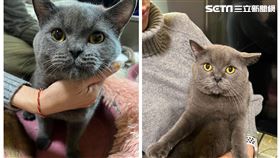 嘉義,藍貓,懸賞,獎金,尋貓