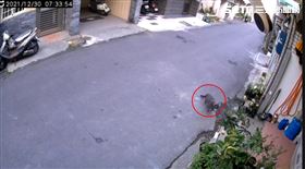 嘉義,藍貓,懸賞,獎金,尋貓