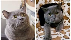 嘉義,藍貓,懸賞,獎金,尋貓,飼主