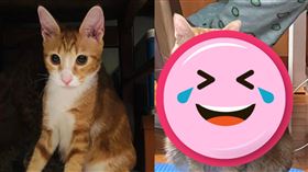 熱炒,賴品妤,阿嬤,貓,立院女神(翻攝自 爆廢公社公開版)