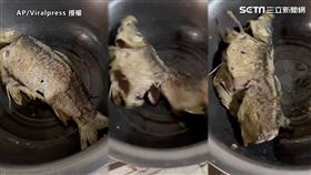 ▲鍋子裡的魚看似已經被炸熟，卻突然激烈扭動。（圖／AP/Viralpress 授權）