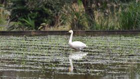 新北市,金山,小天鵝,嬌客,動保處,拍鳥俱樂部