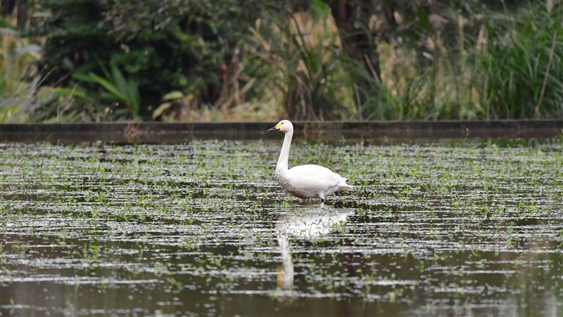 「小天鵝」現身金山　鳥友爭相搶拍