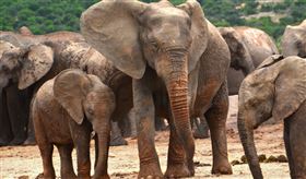 大象,象群,非洲象（示意圖／翻攝自PIXABAY