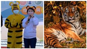 顏寬恒穿老虎裝備網紅發現穿反，笑稱是無尾虎。（圖／翻攝畫面）