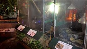 綠世界,火警,蜥蜴,（圖／翻攝畫面）