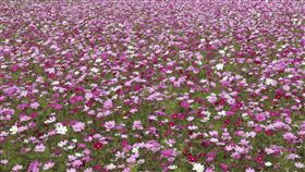 ▲綠色環境給付計畫 輔導種植綠肥或景觀作物-大波斯菊（圖／農糧署提供）