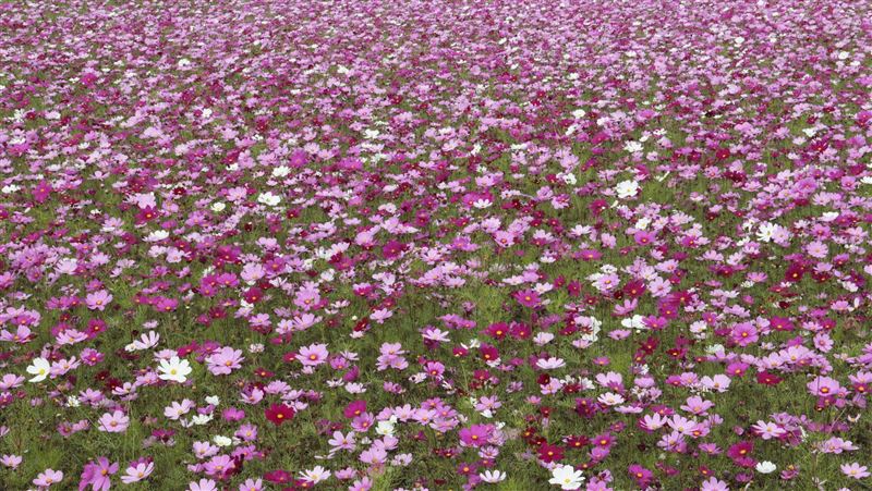 綠色環境給付計畫1/3起受理申報