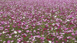 綠色環境給付計畫1/3起受理申報