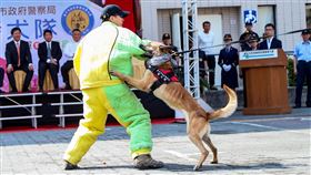 中市警犬隊成軍　展現訓練成果台中市警察局警犬隊27日揭牌成立，並進行警犬訓練展演，8隻培訓中的警犬，將成為警察執法最佳幫手。中央社記者蘇木春攝　107年3月27日