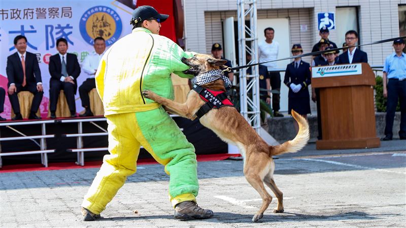 領犬員2年輪調　獸醫轟：把狗逼瘋嗎