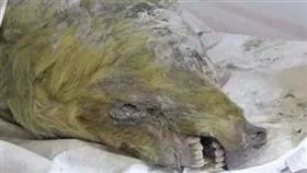  西伯利亞,生物,永凍土