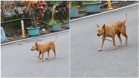 台東野狗脖「吊這根」他狂問：原住民文化？內行揭密是神器（圖／翻攝自PTT）