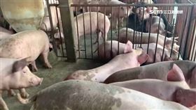 ▲十二月雷，不免用豬槌。（示意圖／資料照）