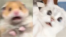 粉絲把娜娜「可愛到模糊」照跟哏圖「嚇到模糊的倉鼠」拼在一起。（圖／翻攝自微博＠猛豬豬與臭娜娜）