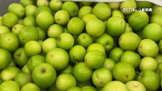 大雨減產量　屏東蜜棗受影響漲價