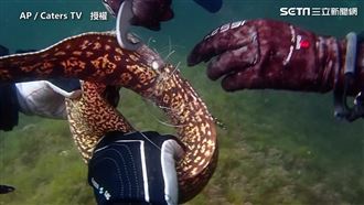 潛水驚見受困鰻魚！眾人暖心拯救