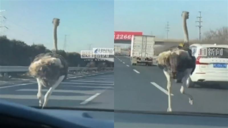 高速公路鴕鳥急奔　驚慌失措變換車道
