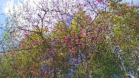 阿里山公路山櫻花開（1）