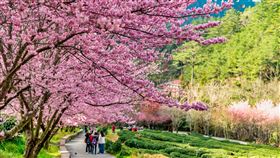武陵農場盛開的櫻花,深受民眾歡迎（圖／資料照）