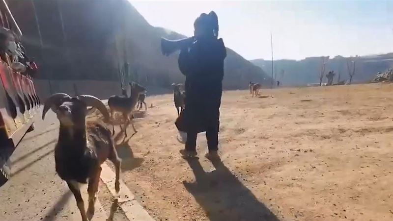 遊客餵野生動物　遭罵：出來玩要帶腦