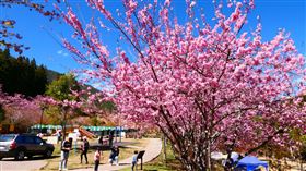 武陵農場櫻花(公路總局提供)