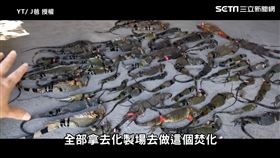 ▲使用「擊暈器」瞄準綠鬣蜥位於頭部的「松果眼」。（圖／Ｊ爸　授權）