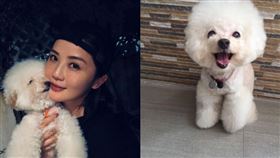 阿Sa曬出愛犬冰皮一系列萌照，向牠告別。（圖／翻攝自蔡卓妍IG）