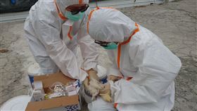 台南加強養禽場監測防禽流感南部地區濕地近期出現鳥類排遺及死亡候鳥檢出H5N1亞型高病原性禽流感，台南市動保處加強養禽場採樣監測。（台南市農業局提供）中央社記者楊思瑞台南傳真  111年1月6日