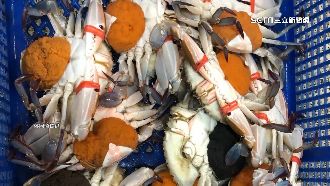 馬公漁市賣抱卵母蟹　學者全買下放生