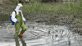 北市加強消毒關渡自然公園（1）台北市動物保護處6日表示，關渡自然公園濕地水池內檢驗出候鳥糞便有H5N1亞型高病原性禽流感病毒，已完成周邊環境消毒，將加強訪視附近7處養禽戶及監視採樣。（動保處提供）中央社記者劉建邦傳真  111年1月6日