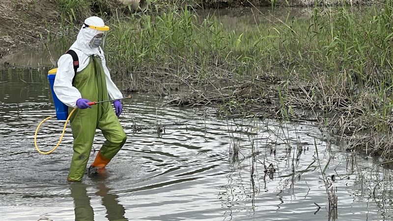 關渡公園候鳥糞便檢出H5N1禽流感