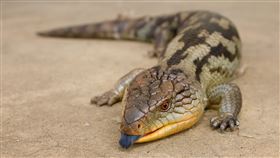 藍舌蜥蜴。（圖／翻攝自維基百科，作者：JJ Harrison，CC BY-SA 3.0）