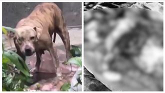 又見比特犬攻擊　闖民宅咬死家貓