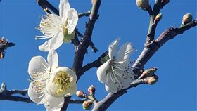 嘉義梅山公園梅花開5成（2）嘉義縣梅山鄉公所7日表示，目前梅山公園上千株梅花已開滿5成，週末會開更多。（梅山鄉公所提供）中央社記者蔡智明傳真  111年1月7日