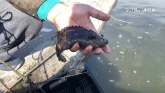 中國爆台灣石斑含禁藥　業者傻眼喊冤