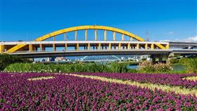 北市成美河濱公園現紫粉色花海（1）台北市政府在成美左岸河濱公園規劃3608公尺花海，動用約11萬餘盆紫粉色花草點綴基隆河畔，即日起至1月下旬為最佳觀賞期。（工務局提供）中央社記者劉建邦傳真  111年1月7日