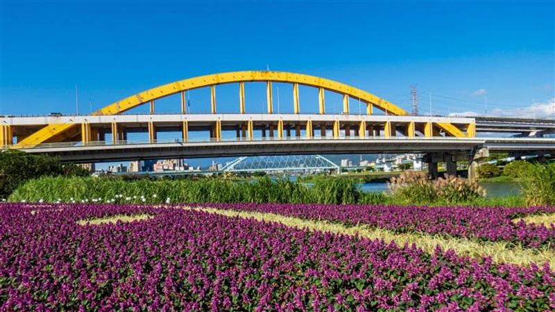 河濱公園紫粉色花海　觀賞期至1月底