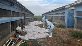 彰化縣加強禽流感防疫彰化縣動物防疫所人員7日前往芳苑鄉1處雞場，撲殺4萬4922隻蛋中雞；彰化縣一週內已有3處雞場檢出禽流感，近12萬隻雞遭撲殺。（彰縣府提供）中央社記者吳哲豪傳真  111年1月7日