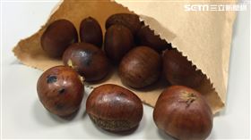 栗子　范樺沂攝影