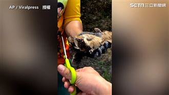 貓頭鷹被黑網纏整夜　他暖心剪網放飛