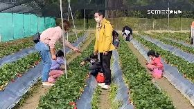 文 疫情害草莓1800