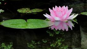 花,蓮花,荷葉（圖／翻攝自Pixabay圖庫）